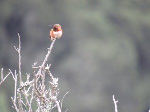 Rufous Hummingbird