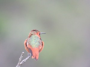 Selasphorus Hummingbird