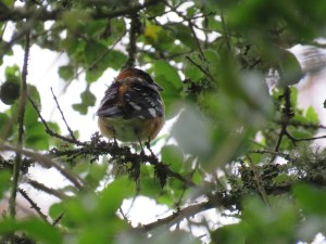 Black-headed Grosbeak