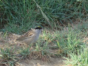 Golden-crowned Sparrow