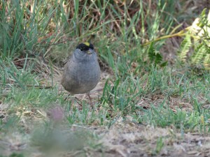 Golden-crowned Sparrow