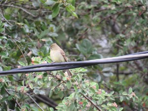 Pacific-slope Flycatcher