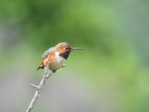 Selasphorus Hummingbird