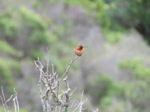 Selasphorus Hummingbird