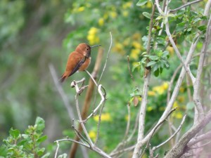 Rufous Hummingbird