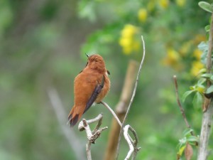 Rufous Hummingbird