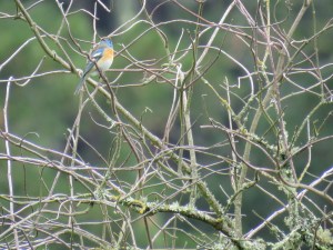 Lazuli Bunting
