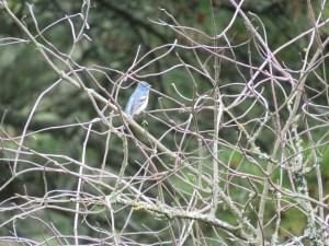 Lazuli Bunting