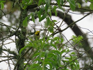 Hermit Warbler