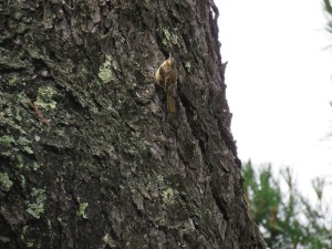 Brown Creeper