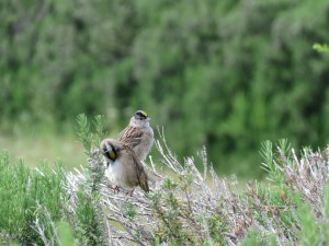 Golden-crowned Sparrow
