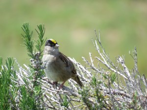 Golden-crowned Sparrow