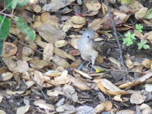 Oak Titmouse