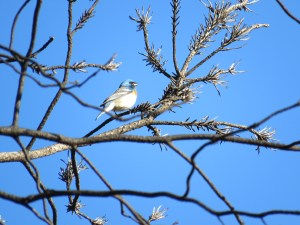 Lazuli Bunting