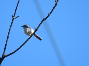 Blue-gray Gnatcatcher