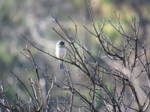 Lazuli Bunting