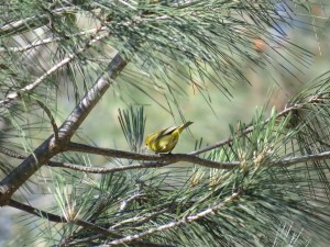 Orange-crowned Warbler