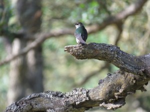 Violet-green Swallow