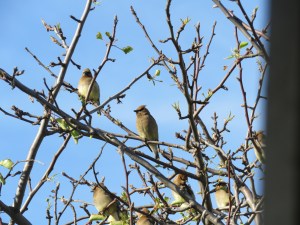 Cedar Waxwing