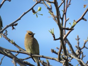 Cedar Waxwing