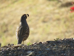 California Quail