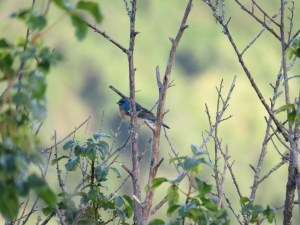 Lazuli Bunting