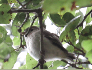 Pacific-slope Flycatcher (fledge)