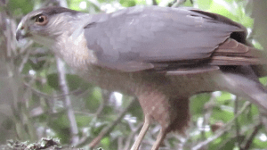 Sharp-shinned Hawk (eating)