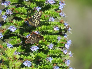 Variable Checkerspot
