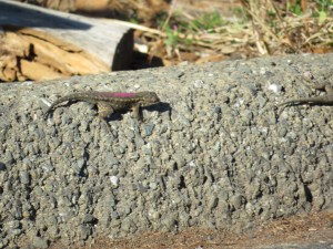 Western fence lizard (painted)