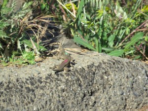 Western fence lizard (painted)