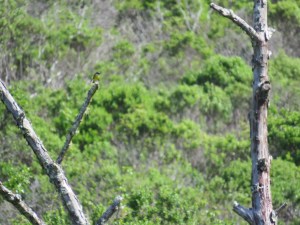MacGillivray's warbler