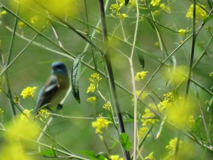 Leaf + Lazuli Bunting