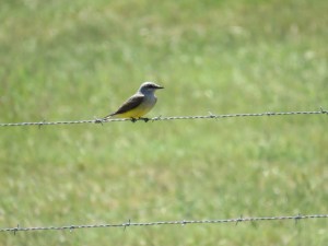 Western Kingbird