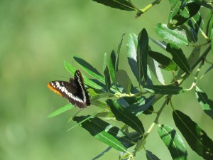 Lorquin’s Admiral