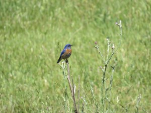 Western Bluebird
