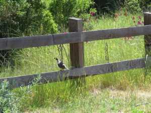 California Quail