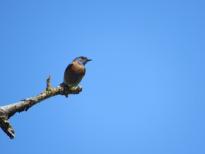 Western Bluebird