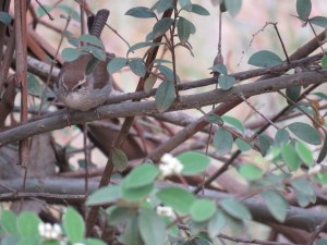 Bewick's Wren