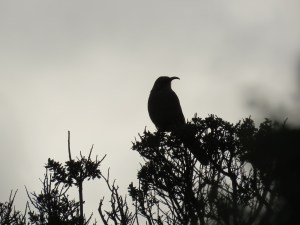 California Thrasher