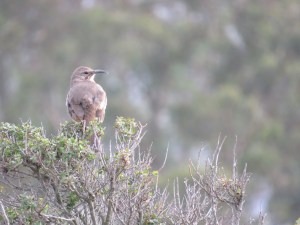 California Thrasher