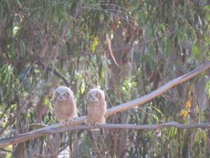 Great-horned Owl(s)