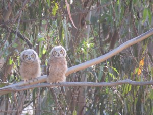 Great-horned Owl(s)