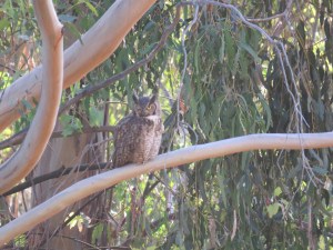 Great-horned Owl(s)