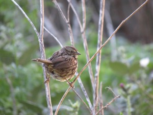 Song Sparrow