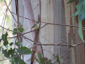 Pacific-slope flycatcher