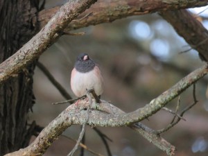 Dark-eyed junco