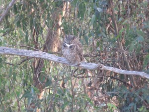 Great-horned Owl