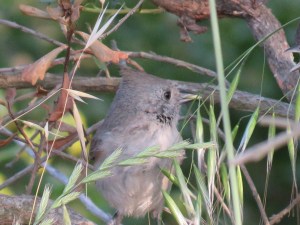 Oak Titmouse