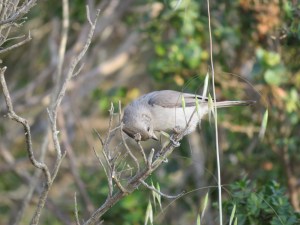 Oak Titmouse